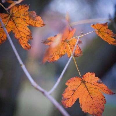 百姓彩票Welcomeapp下载